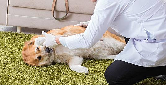 Dokter Hewan Panggilan Terdekat Bekasi