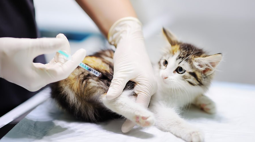 Pentingnya Vaksin Kucing agar Tetap Sehat dan Terlindungi