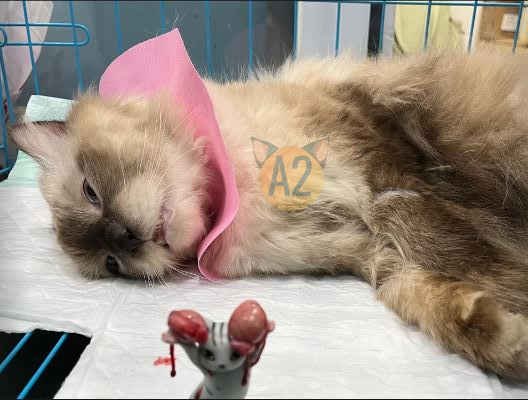 Steril Kucing di A2 VET: Solusi Aman, Murah, dan Profesional