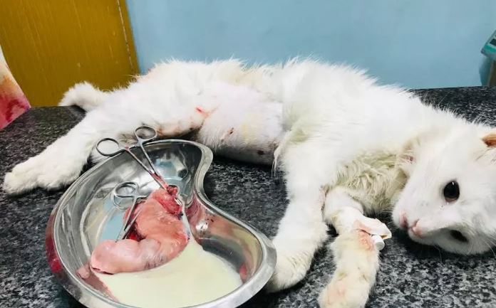 Pyometra pada Kucing: Gejala, Penyebab, dan Penanganan Darurat yang Tepat